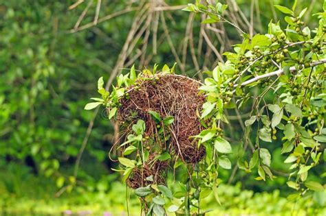 Details Of A Bird Nest In A Rain Forest Tree Stock Image Image Of