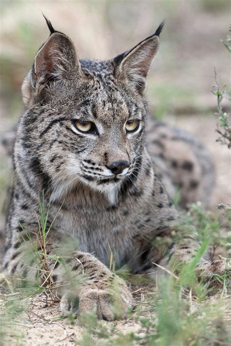 Say Goodbye To The Iberian Lynx Business Insider