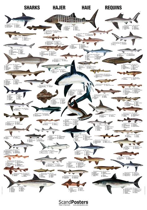 Buy Shark Poster Online Here Linaa