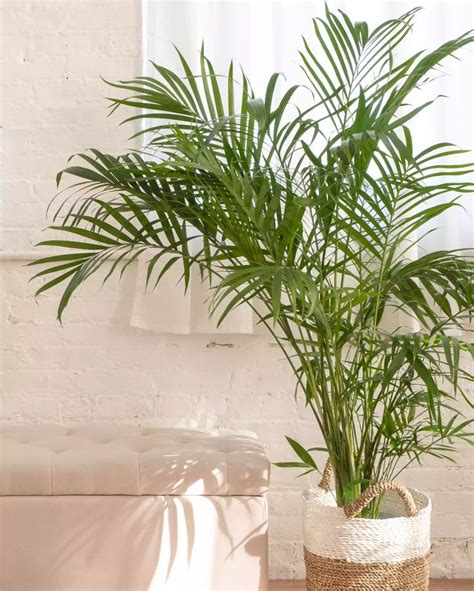 9 Palms Plants For Indoor Tropical Elegance