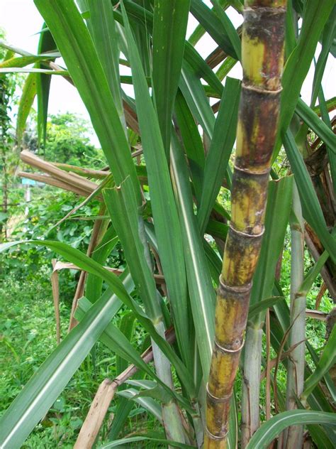 Sugar Cane Jamaica Heavenly Places Jamaica Great Places