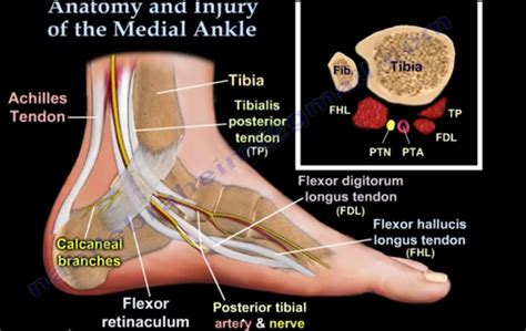 Ankle Pain Causes And Treatment —