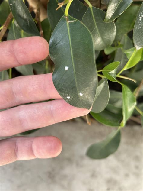 White Spots On Ficus Figaro Leaves What Is It And How Can I Help The
