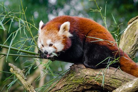 3840x2544 Animal Cute Red Panda Tree Wildlife 4k Wallpaper
