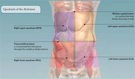 In this video, we will identify the major organs in the thoracic and abdominopelvic cavity and the abdominopelvic quadrants and regions. 5: THE ABDOMEN | Basicmedical Key
