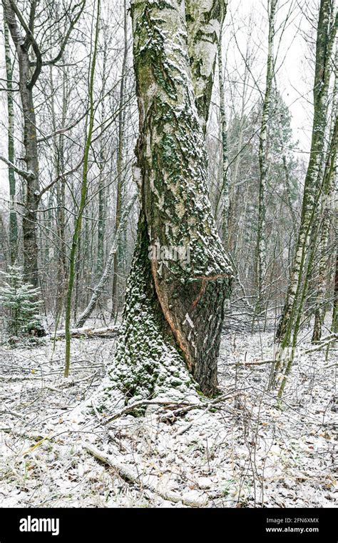 Two Intertwined Trunks Of A Birch Tree In A Winter Forest Covered With