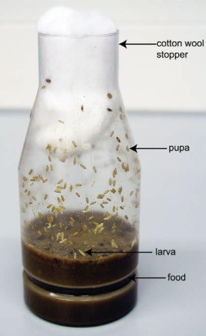 Drosophila General Information And Methods For Experiments Conduct Science