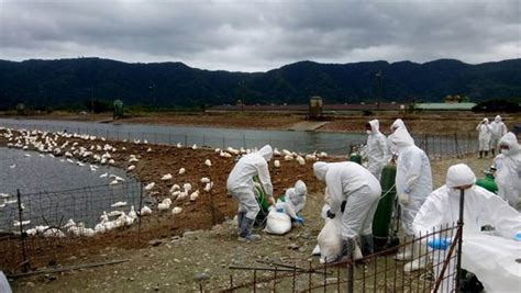 天冷禽流感好发!嘉义、台南再验出H5N2 - 中时电子报