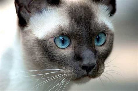 Gatto Siamese Prezzo E Carattere Idee Green