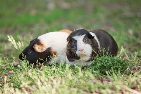 Two Cute Guinea Pigs Adorable American Tricolored With Swirl On Head