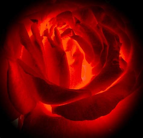 Glowing Rose Als Fotoprodukt Bestellen Fototapete Ch