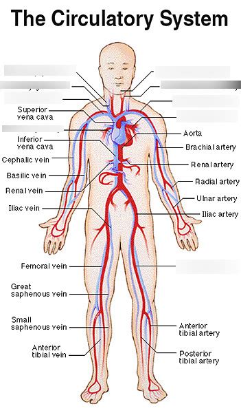 Labeling Arteries And Veins Of The Circulatory System Diagram Quizlet