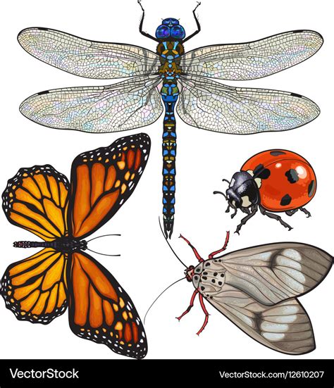 Set Of Insects Like Dragonfly Butterfly Ladybird Vector Image