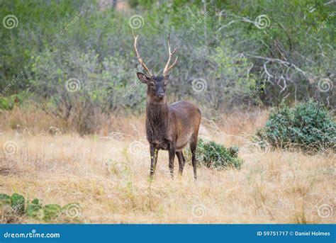 Sika Deer Buck Stock Image Image Of Outdoor Antlers 59751717