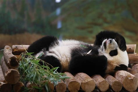 Panda Diplomacy From China To The World Cgtn