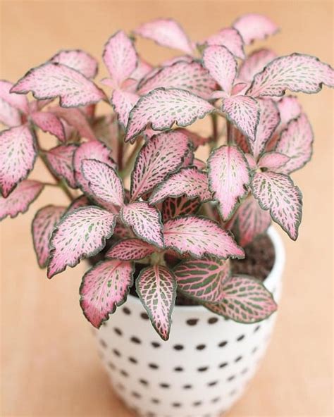 31 Pretty Pink Houseplants Best Pink Indoor Plants