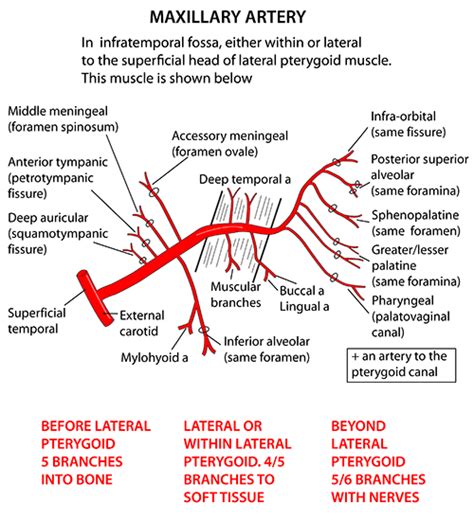 Internal Thoracic Artery Branches Mnemonic Subclavian Artery Branches