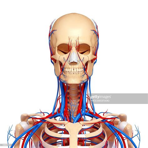 Upper Body Anatomy Artwork High Res Vector Graphic Getty Images