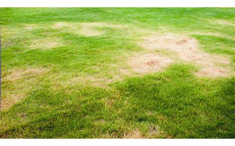 Revive Your Lawn A Simple 6 Step Guide To Overseeding Or Reseeding