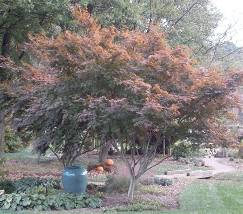 Garden island in yard japanese maple. Japanese Maple | Plants, Garden, Japanese maple