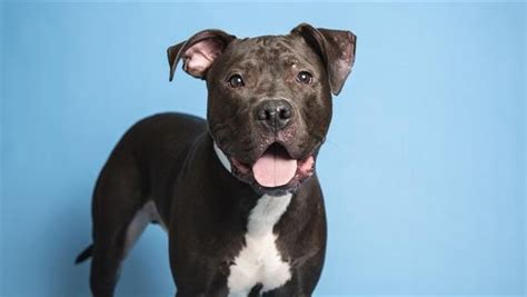 After a life of abuse, abandonment, and living on the streets, he can finally rest easy and enjoy a loving family! Adopt a pet: Thomas and more pets up for adoption in ...