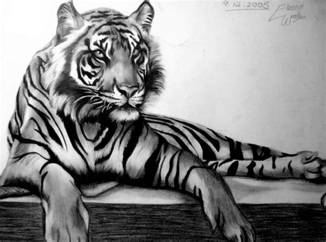 How To Draw A Real Life Tiger Peepsburghcom