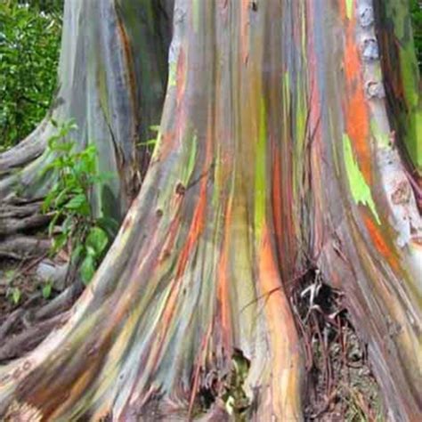 Check spelling or type a new query. 40x Tree Rainbow Eucalyptus Deglupta Mindanao Gum Seeds ...