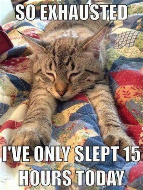 Cat Memes For Your Viewing Pleasure On Caturday — Funny Pictures