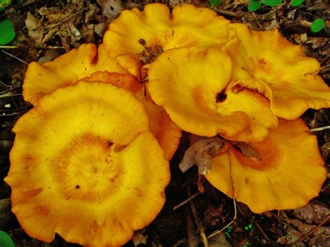 Orange Rooster Mushroom Mushroom Cluster In The Woods Berkeley