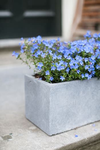 Check spelling or type a new query. 10 Sexiest Shade Flowers For Pots On Your Front Porch ...