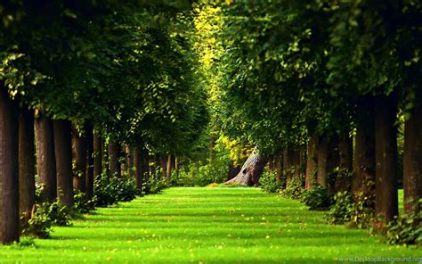 Beautiful Green Path In The Forest Hd Nature Wallpaper5120x3200