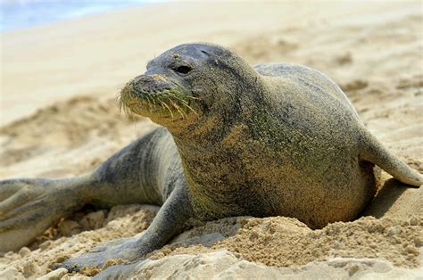 Benny Critically Endangered Hawaiian Monk Seal Monachus S Flickr