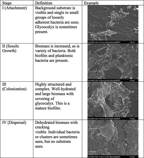 Biofilm Formation on Central Venous Catheters: A Pilot Study - Journal