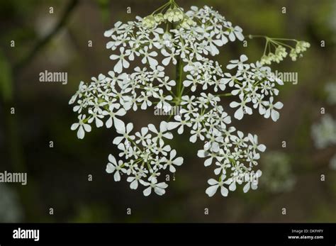 Cow Parsley Anthriscus Sylvestris Stock Photo Alamy