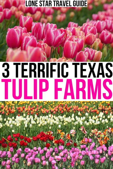 3 Terrific Texas Tulip Farms Fields Pick Your Own Lone Star