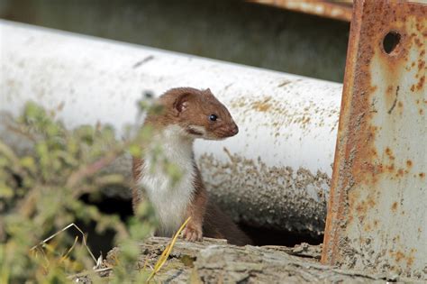 The Intriguing Life Of The Weasel Mustela Nivalis Glenlivet Wildlife