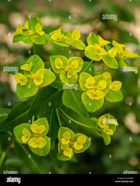 Cluster Of Vivid Yellow Flowers With Bright Green Bracts Of Euphorbia