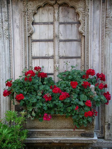 We did not find results for: Surat, Gujarat | Window box flowers, Geraniums, Window ...