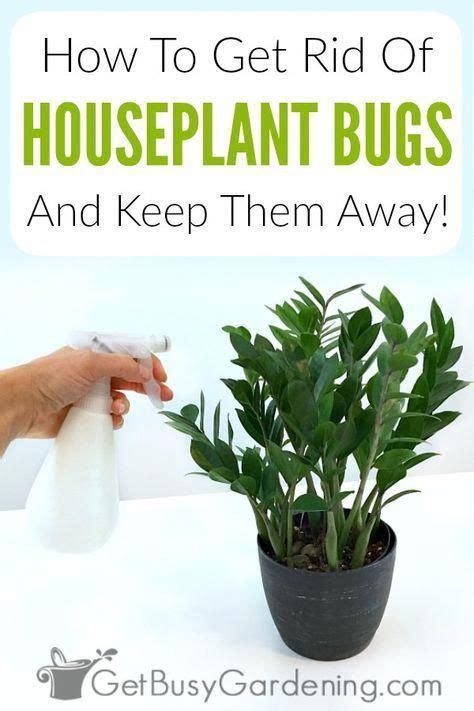 Wash plants with a strong spray of water to dislodge aphids, or remove and destroy affected plant parts. How To Get Rid Of Bugs On Houseplants in 2020 | Plant ...