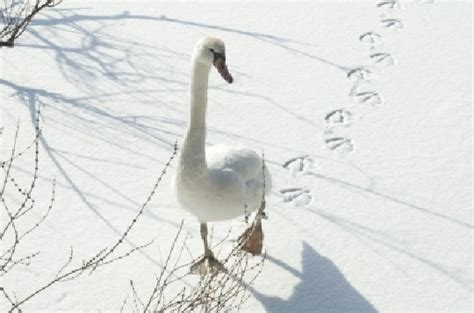 Kann ich die abdrücke deutlicher machen? Tierspuren im Schnee - Mamiweb.de