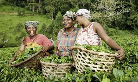 Urgent Action Is Needed To Better Reward Tea Farmers For Using