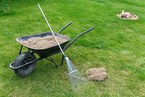 Dethatching A Lawn What Does This Mean Greeniq Co