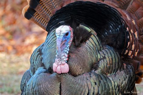 How To Tell The Difference Between Male Female Turkeys Kim Smith Films