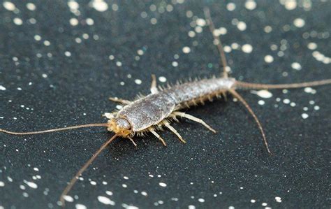 Silverfish In Queen Creek Can Cause Real Damage