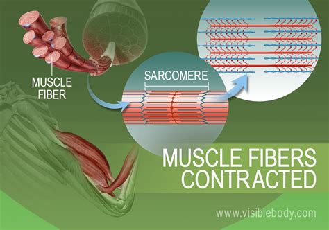 Muscle Contractions Learn Muscular Anatomy