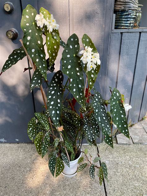 Begonia Maculata 7 Expert Care Tips And Growing Guide