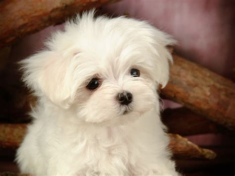 Lovely Little White Fluffy Puppy Wallpaper 39 Preview