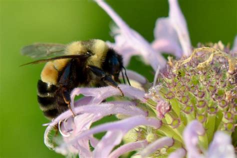 Women are in the driver's seat when it comes to starting a conversation. Rusty Patched Bumble Bee image | EurekAlert! Science News