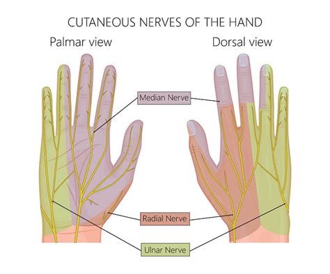 The 41 Facts About Median Nerve Pain In Hand Smartphone Overuse