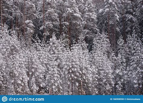 Snow Covered Pine Trees In Forest Beautiful Winter Day Stock Photo
